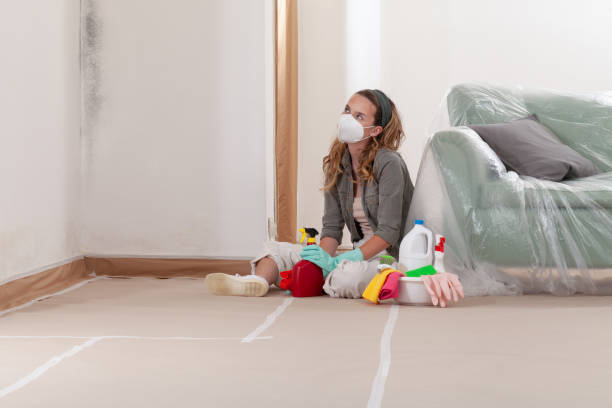 Reliable Basement Mold Removal contractor in Edenton, NC by Cheap Mold Removal