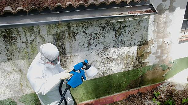 Trusted Mold Testing service in Edenton, NC - Cheap Mold Removal